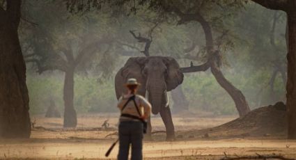 Una elefanta mata a un turista en Zimbabwe