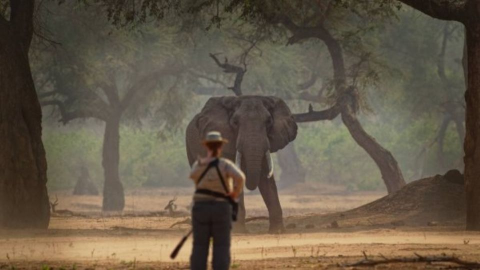 Manada de elefantes en el Parque Nacional Mana Pools.