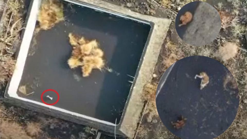 Perritos atrapados por la lava en La Palma.