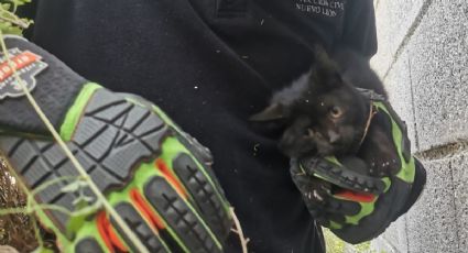 Rescatan a minino abandonado en lote baldío de Santa Catarina