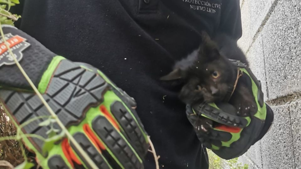 El gato fue adoptado por una de las vecinas. Foto: Protección Civil.