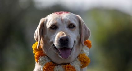 Perros son adorados como dioses en festival de Nepal