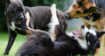 Adiós a las perreras: Aprueban Centro de Bienestar Animal obligatorios