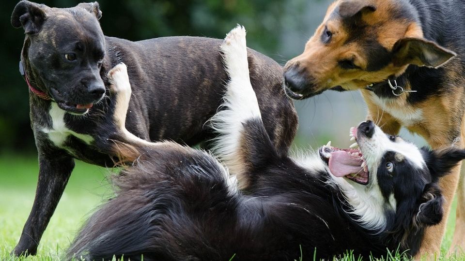 Nuevo León tendrá Centros de Bienestar Animal obligatorios