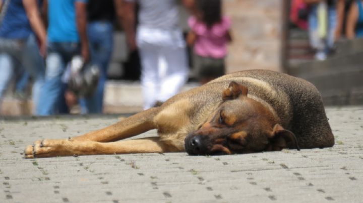 Maltrato animal se castigaría con cárcel y multas de hasta $27 mil