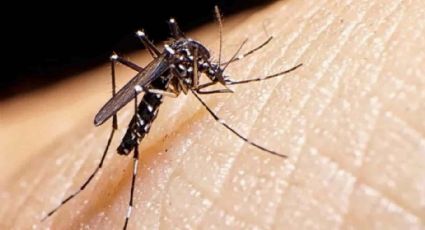 EU en alerta tras dispararse casos de dengue en el mundo