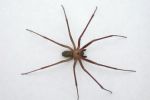 Muere joven en Italia tras ser picado por una araña violinista