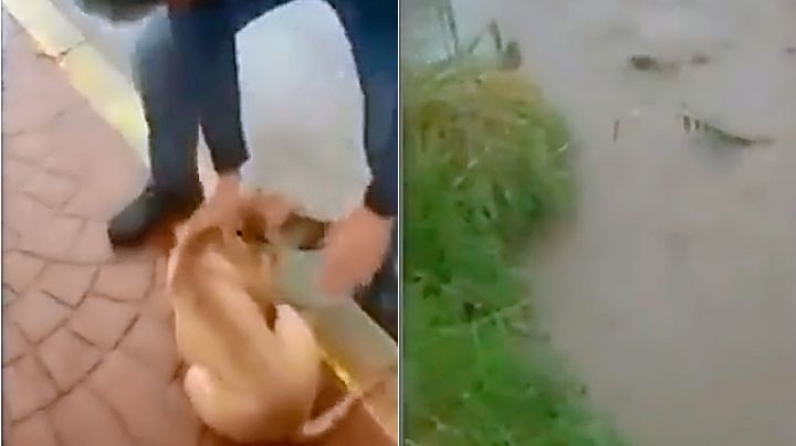 Hombre lanza a un perro a un arroyo en San Luis Potosí