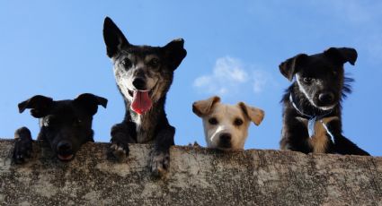 En NL, sancionarán con prisión a quienes maltraten o asesinen a mascotas