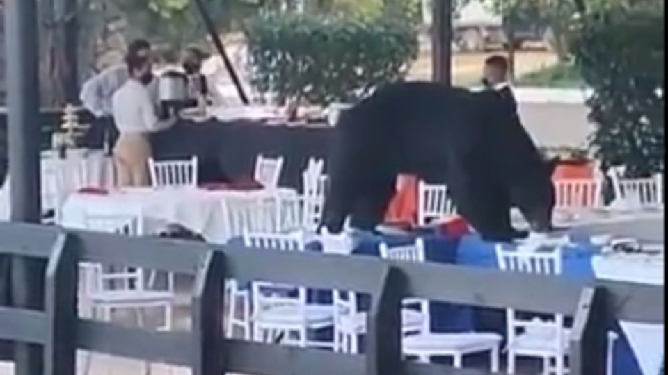 El oso se subió a las mesas para comer los alimentos. Foto: Twitter