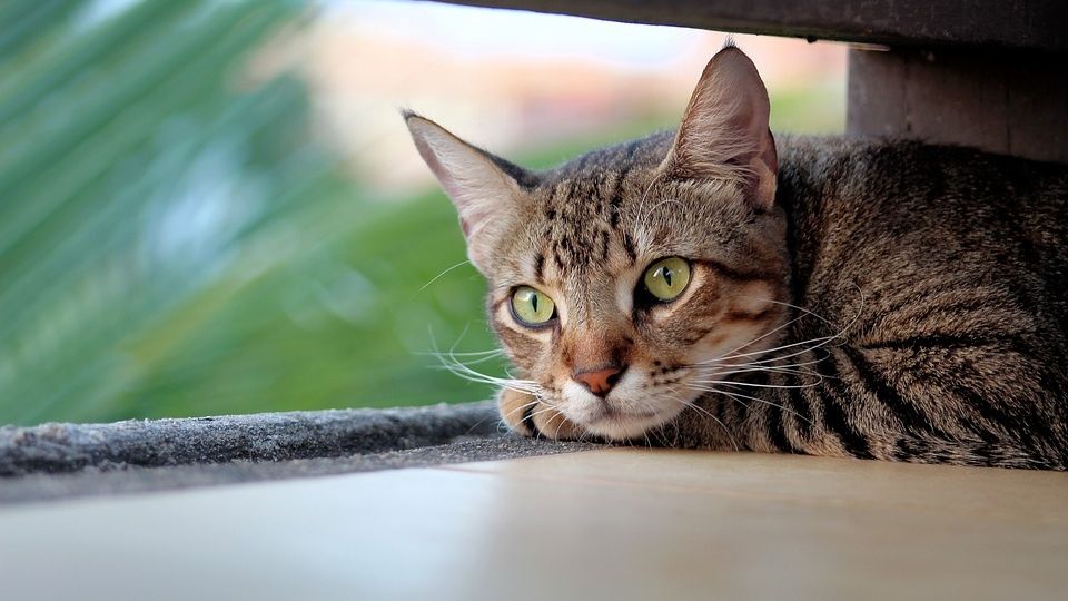 Gato mirando por una ventana.