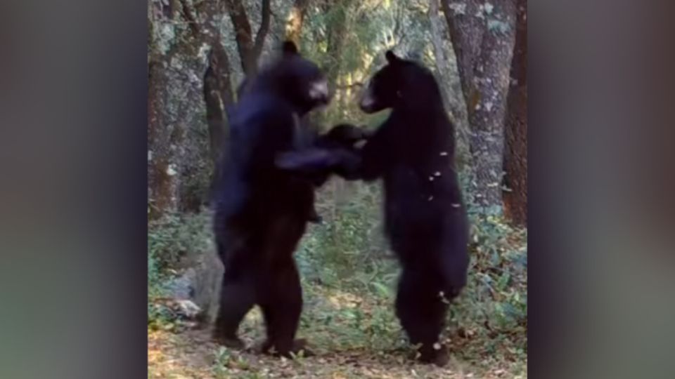 Dos osos 'bailando' en sierra de Saltillo, Coahuila.