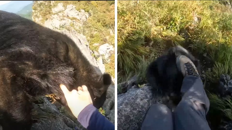 Oso se va contra senderista en monte Futago. Foto: YouTube