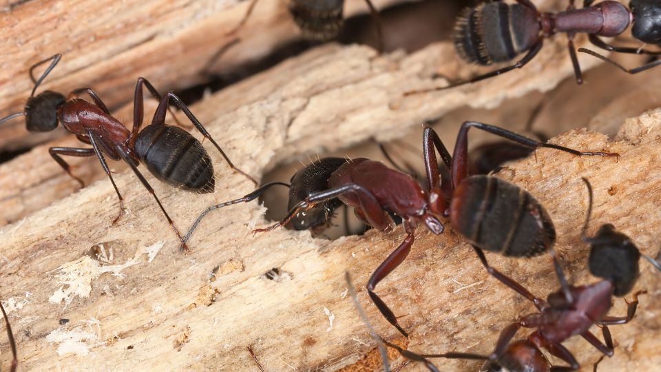 Hormigas camponotus sobre la madera.