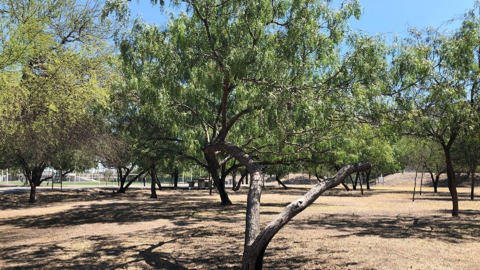 Programa de Parques y corredores verdes en Parque Lago. Foto: Facebook / Gobierno de Monterrey.