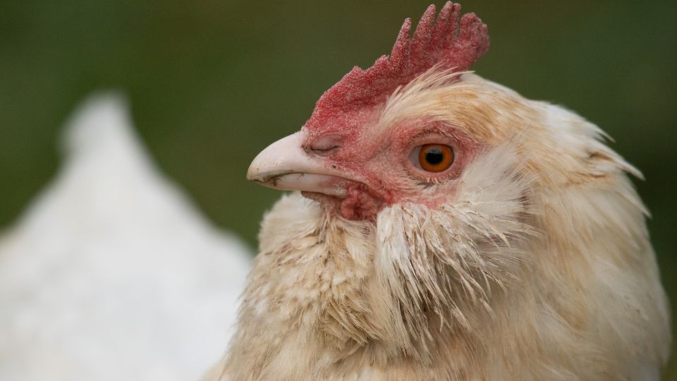 Pollo, tipo de ave afectada por el virus A(H5N1).