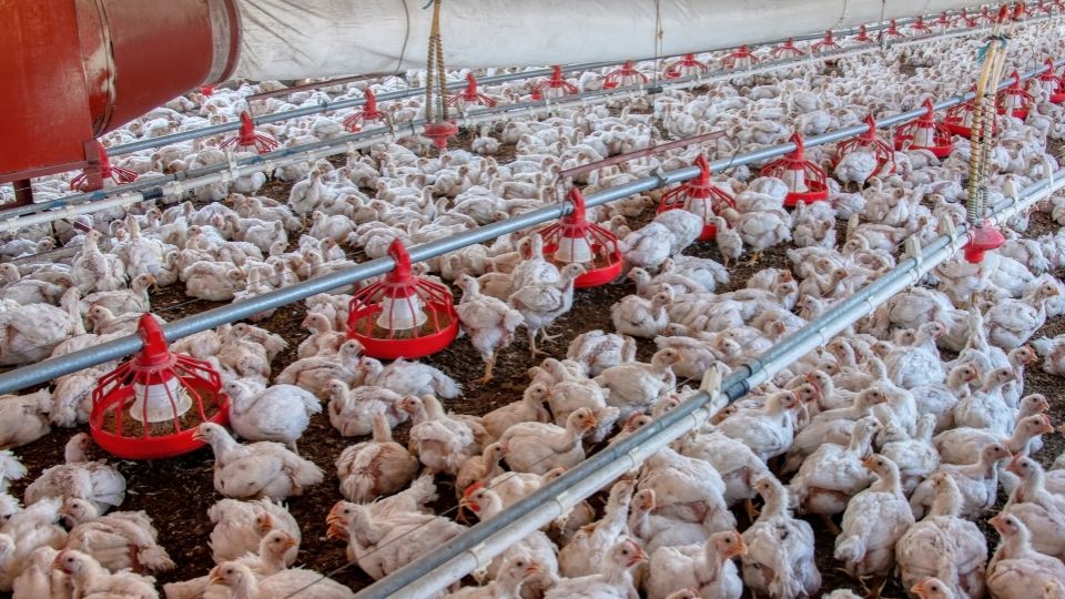 El brote de influenza en Montemorelos se dio en una granja de gallinas