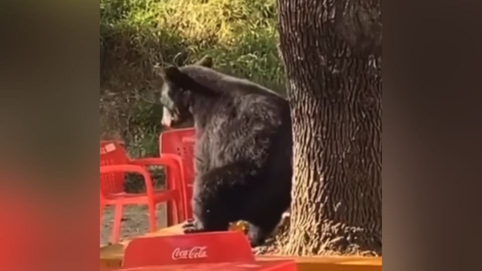 Oso rascándose con ayuda del tronco de un árbol.