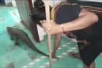 Mujer corre a cocodrilo que irrumpió en su casa en Tabasco