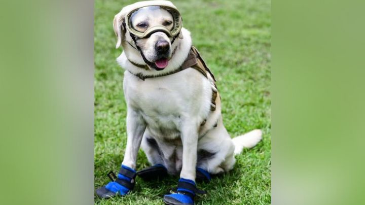 Componen canción a Frida, la perrita rescatista del sismo de 2017