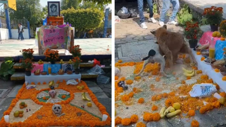 Perritos acaban con altar de muertos tras pelea.