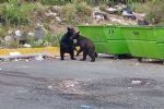 Osos ‘invaden’ San Pedro porque vecinos los alimentan con croquetas ¡y pastelillos!