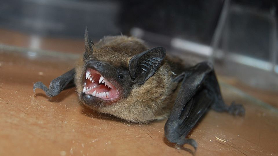 Murciélago muestra sus afilados dientes. | Especial.