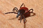 Pide Salud mantenerse alerta por garrapatas en Nuevo León