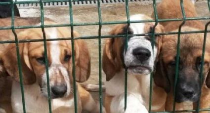 Nuevo León prohibirá venta de perros y gatos provenientes de criaderos