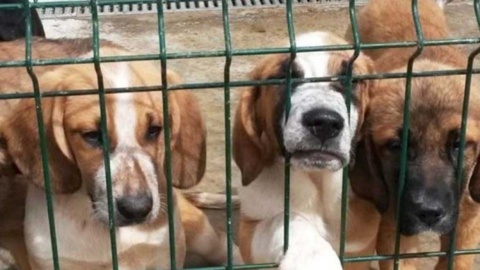 Nuevo León prohibirá venta de perros y gatos provenientes de criaderos.