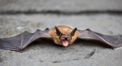 Niño mordido por murciélago sí murió por rabia: Salud de Oaxaca