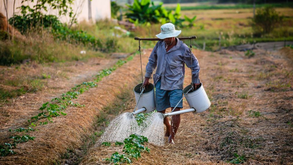 Trabajador regando de manera manual una plantación.