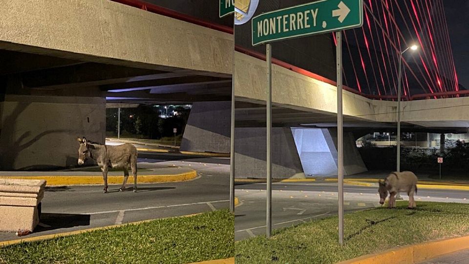 Burro en calles de San Pedro. Foto: Redes Sociales