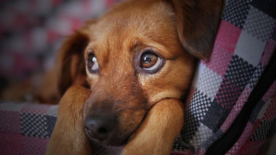 Perro con semblante de tristeza.