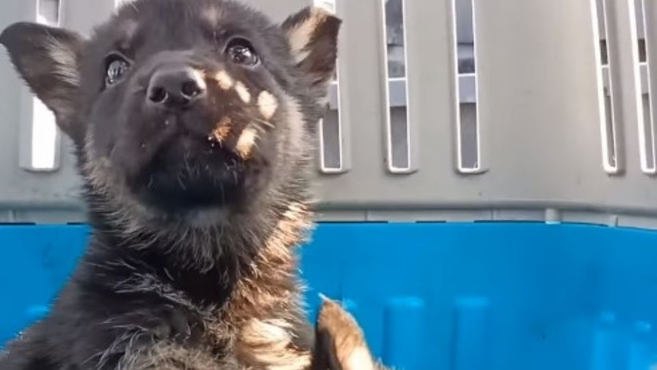 Perrito rescatado por la Secretaría de Medio Ambiente.