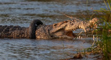 Retiran neumático atorado en el cuello de un cocodrilo