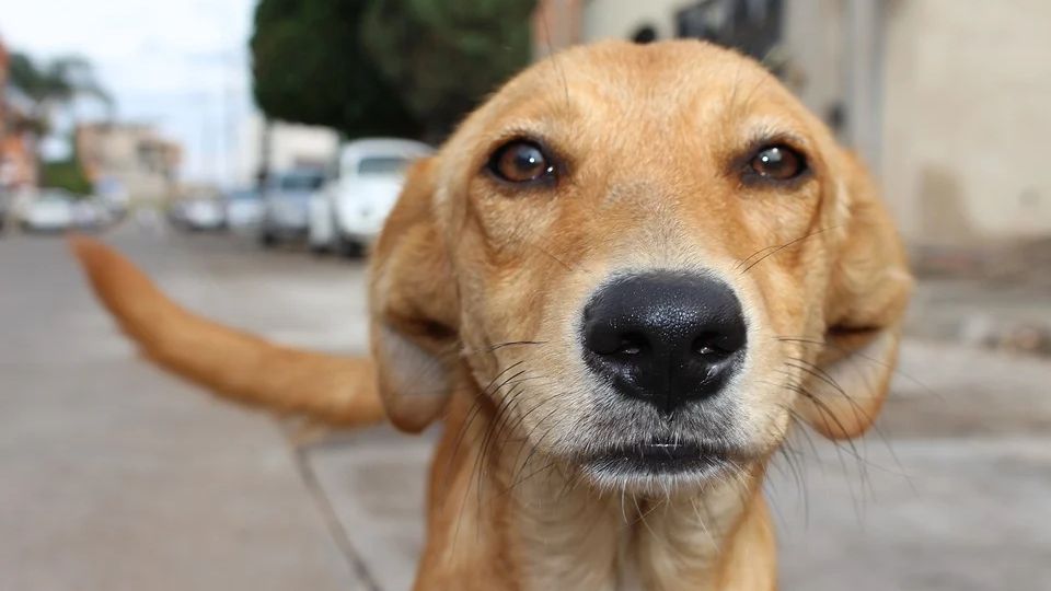 Perro mira fijamente a la cámara.