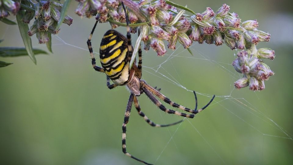 Araña tejiendo.