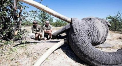 Elefante más grande de Botsuana es asesinado de un tiro