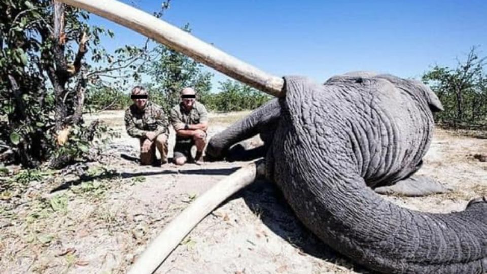 Elefante asesinado en Botsuana. Foto: Leon Kachelhoffer.