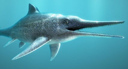 Encuentran el diente del dinosaurio marino más grande de la Prehistoria