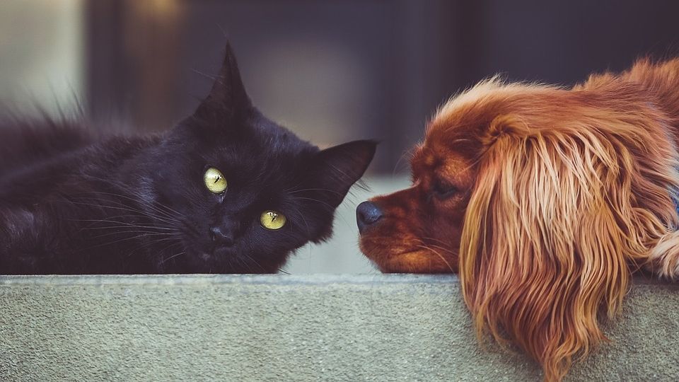 Gato y perro acostados.