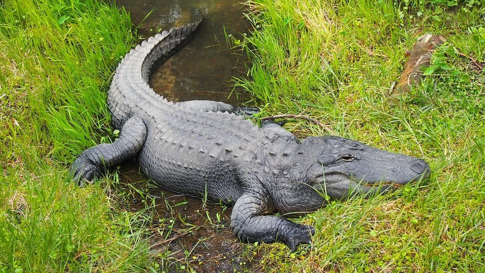 Caimán en un zoológico.