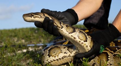 Inicia en Florida competencia de caza de serpientes