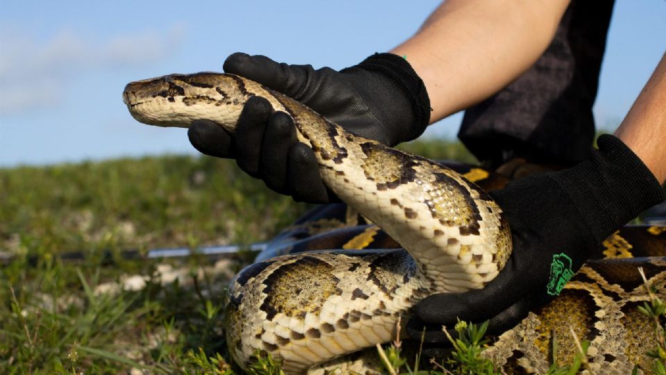 Florida sale a la caza de pitones en la mayor área silvestre tropical de EEUU.