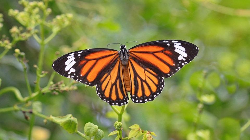 Mariposa Monarca migratoria, a la lista roja de especies amenazadas.