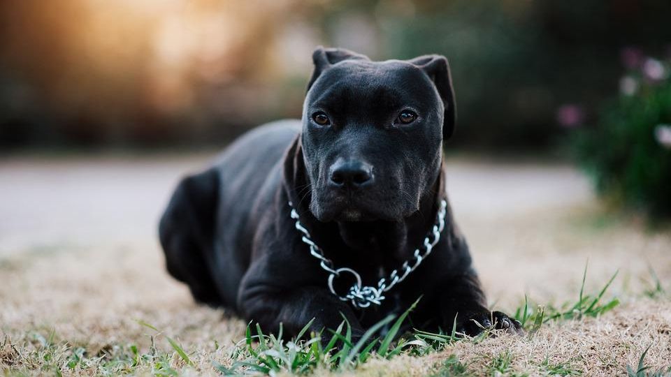 Multitud de perros matan a hombre en Texas.