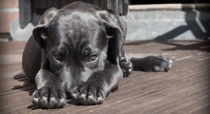 Viruela del mono: ¿Los perros pueden resultar contagiados?