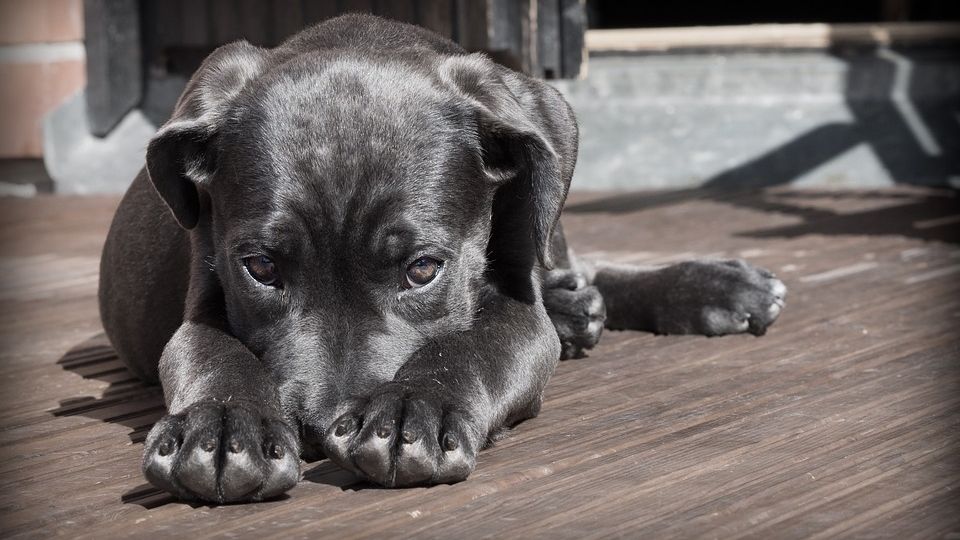 Perrito acostado.