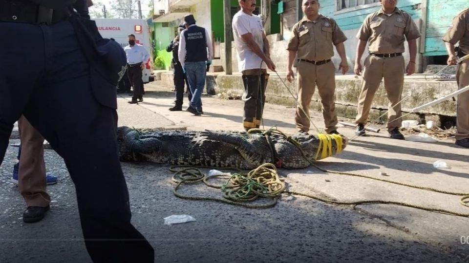 El cocodrilo fue capturado por las autoridades de Protección Civil.